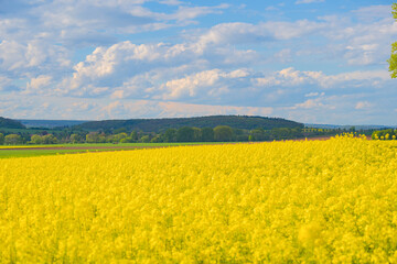 Obraz premium bright yellow blooming plants of rape in summer under blue sky, nice contrast 