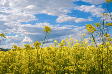 bright yellow blooming plants of rape in summer under blue sky, nice contrast
