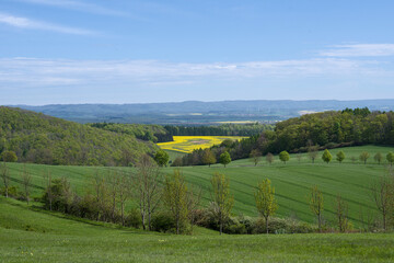 Beautiful view across large fields of yellow blooming rape, from a Skywalk in Sonnenstein,...