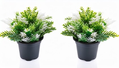 green and white artificial plant with small leaves in a plastic pot isolated on white or transparent background