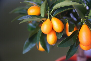  Kumquat tree,  with orange fruit, fortunella margarita, ornamental houseplant native to Southern...