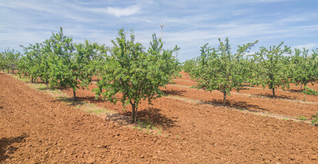 Almond tree plantation on springtime