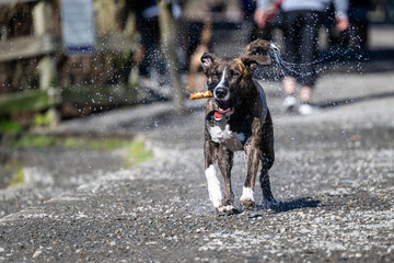 Happy wet dog shaking off excess water and running after fetching a stick out of the river a sunny spring day in the dog park
