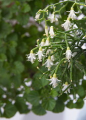 Rhipsalis,  mistletoe cacti in bloom,   epiphytic flowering plant in the cactus family