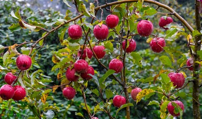 red apples hanging in the tree with few leaves in the winter season