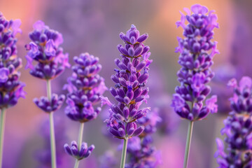 Obraz premium floral background