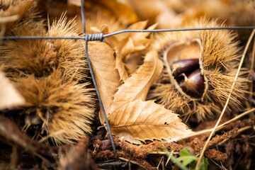 Chestnuts. Chestnuts closeup on wood in autumn forest. Golden background, shallow depth of field.