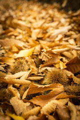 Chestnuts. Chestnuts closeup on wood in autumn forest. Golden background, shallow depth of field.