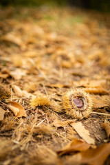 Chestnuts. Chestnuts closeup on wood in autumn forest. Golden background, shallow depth of field.