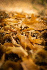 Chestnuts. Chestnuts closeup on wood in autumn forest. Golden background, shallow depth of field.