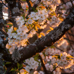 Cherry Blossom Tree in Full Bloom at Sunset
