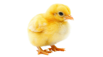 Yellow little chick