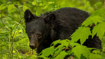 Black Bear cub in woods