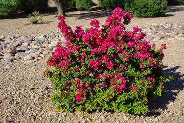 Arizona xeriscaped grounds decorated with ornamental shrub of crimson red Bougainvillea, Phoenix, Arizona