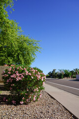 Desert style xeriscaped roadside with drought tolerant pink oleander or Nerium Petite Oleander covered in pink flowers, Phoenix, Arizona