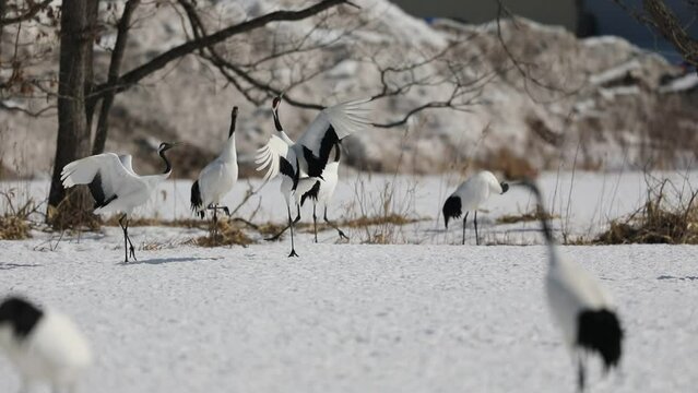 Japanese crane (Grus Japonensis) in Hokkaido,Japan
