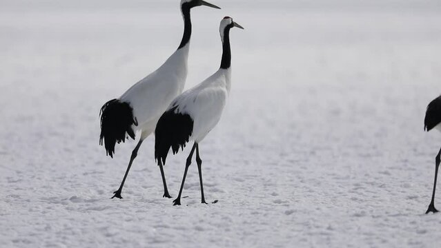 Japanese crane (Grus Japonensis) in Hokkaido,Japan