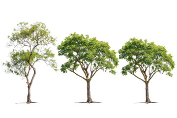 A collection of trees with a transparent background.