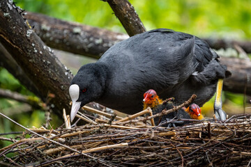 Blässhuhn mit Kücken