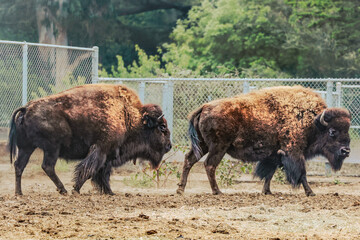 Wild American bison in bison paddock, Golden Gate Park in San Francisco.