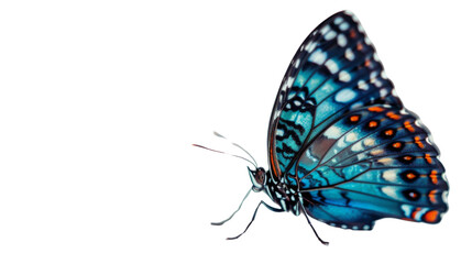 Blue sitting butterfly