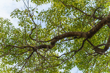 下から見上げた木の枝