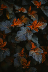 autumn leaves reflected in water