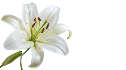 Single pure white lily head  © PNG Kingdom 