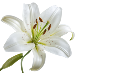 Single pure white lily head 