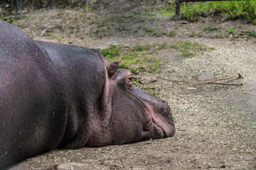 Relaxed hippo lying down, showcasing its massive head