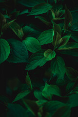 Fototapeta premium green leaves background