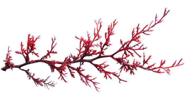 Red algae or seaweed branch