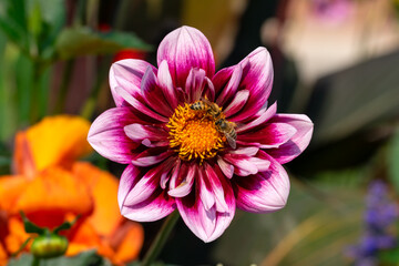 Close-up of a red dahlia flower visited by two bees, one showing the pollen sac.