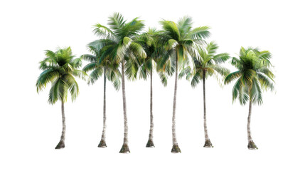 Palm trees