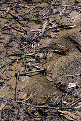 Muddy forest ground after a rainstorm