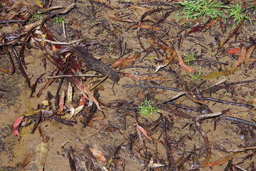 Muddy forest ground after a rainstorm