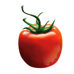 Illustration of red tomatoes
