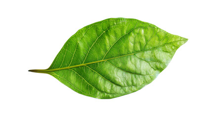 Obraz premium Green leaf