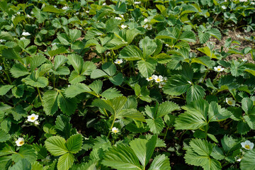 Strawberry plants with flowering buds.
