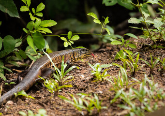 lagarto caminhando em parque