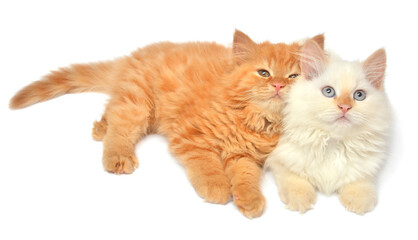 Two beautiful playful kittens posing isolated on white background. Persian cat, creative pets
