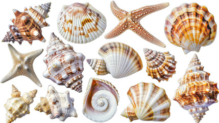 Obraz premium Seashell