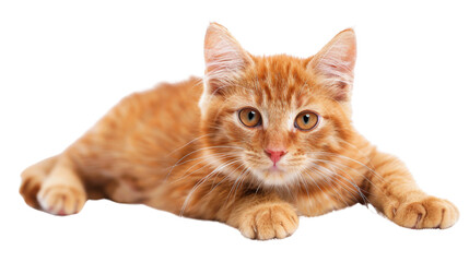 Obraz premium Ginger cat 