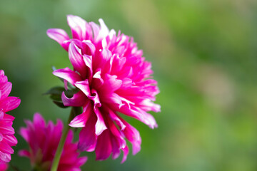 Summer Concept, Close up Blooming Pink Dahlia flower