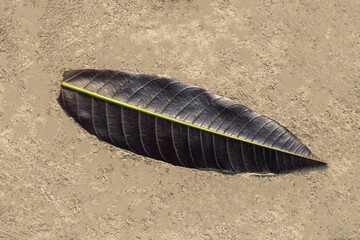Back sight of a dark brown mango leaf