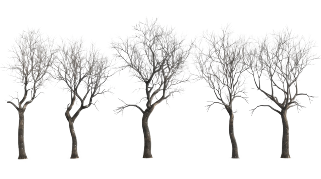 Tree without leaves