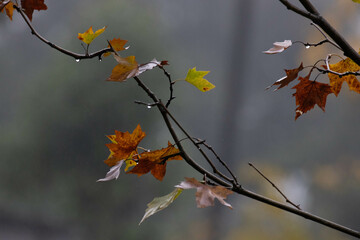 Close up Maple leaves in Autumn