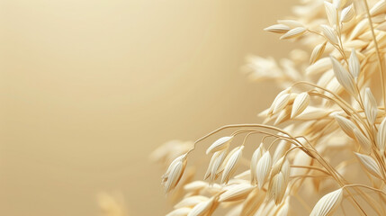 Obraz premium Dry oat plant florets in big copy space 