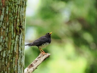 クロツグミ　杉の枝にとまる
