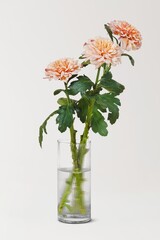 Light pink chrysanthemums in transparent vase, home decor